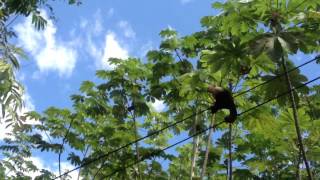 Jumping monkeys in Costa Rica