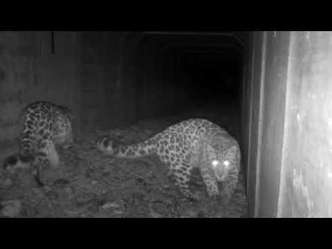 «Свидание» леопардов под автотрассой