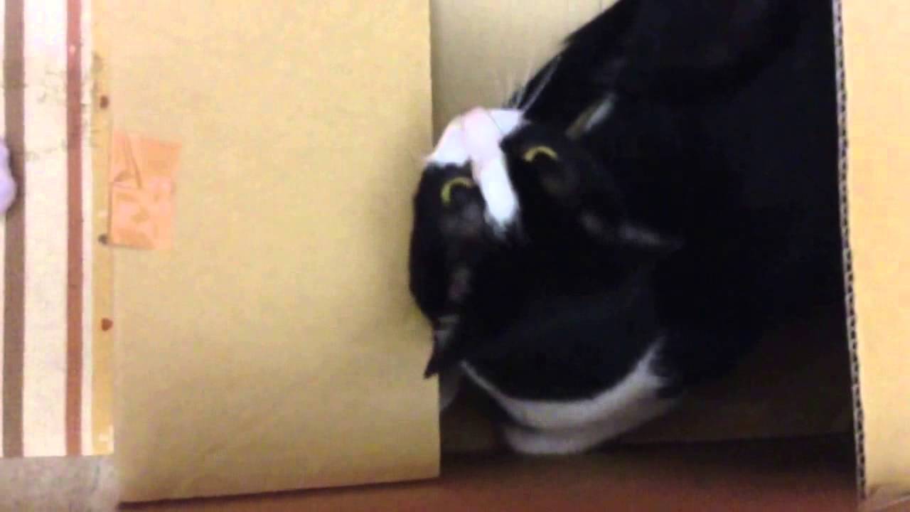funny cats sleeping in weird positions compilation 2014 funnyplox 反省するハチワレ猫。。。飼い主に申し訳なさそうに謝る(面白いｘ可愛いネコ)　Cat reflect on. . . Cat apologize to apologetic owner