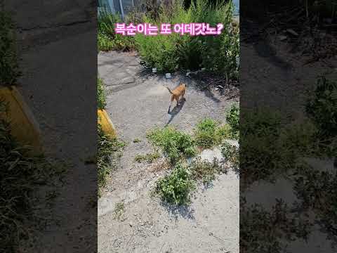 우리 길냥이들 #복순이 #까망이 #휴가 #부산강서구