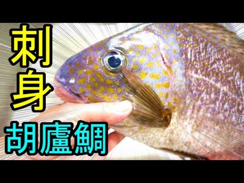 胡廬鯛 コロダイ を捌き刺身で食べる Youtube 胡廬鯛 コロダイ を捌き刺身で食べる Youtube