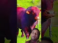 #cow bidio #lifeisbutadream #duet #ihavethisthingwithplants #newyearseve