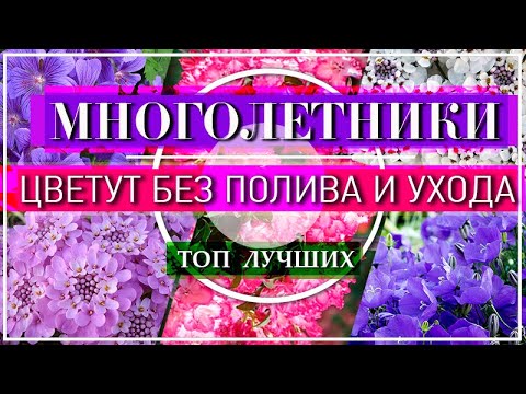 ТОП 10 МНОГОЛЕТНИКОВ 🌹 ЦВЕТУТ без Полива 💕 РАСТУТ без Ухода