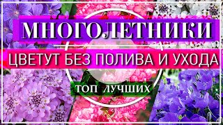 ТОП 10 МНОГОЛЕТНИКОВ 🌹 ЦВЕТУТ без Полива 💕 РАСТУТ без Ухода