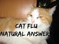 Cat Flu: 5 Natural Answers