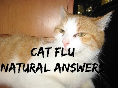 cat-flu:-5-natural-answers