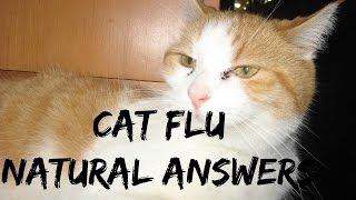 Cat Flu: 5 Natural Answers
