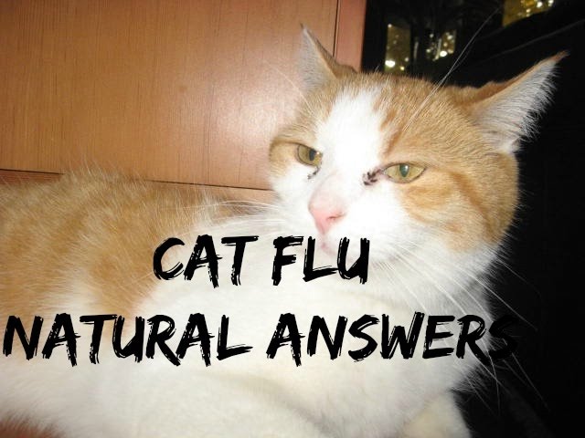 cat flu treatment home