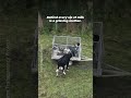 This Mother Chased After the Baby Taken From Her 💔🐄