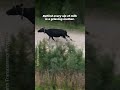 This Mother Chased After the Baby Taken From Her 💔🐄