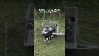 This Mother Chased After the Baby Taken From Her 💔🐄