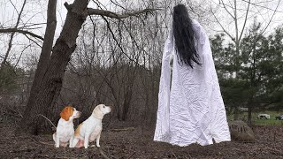 Dogs Find Giant Ghost Girl in Woods