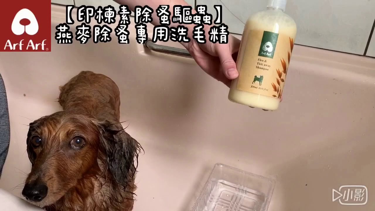 旺芙 Arf Arf 【印楝素除蚤驅蟲】燕麥除蚤專用洗毛精 Bobee試洗 - YouTube