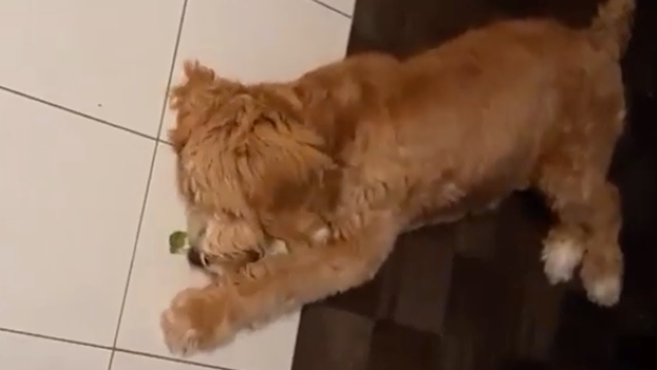 videos for cats Pup tries broccoli for the first time, has hilarious reaction