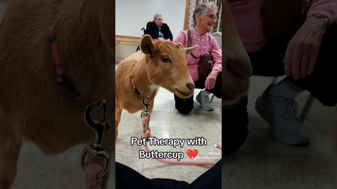 Goat Pet Therapy ❤️ 