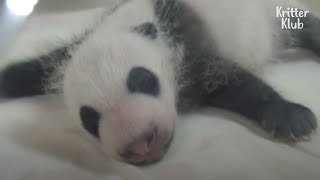 Yavru Pandanın Mucizevi Doğuşu 1 Bölüm Kritter Klub