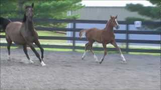 2012 Hanoverian Colt Widmark/Rascalino