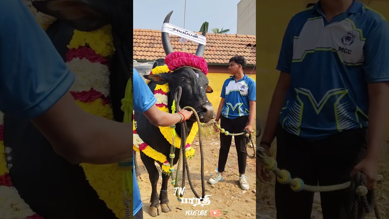 ராயப்பன்💢மாஸ் அலங்காரம்💯#massentry #jallikattu #whatsappstatus