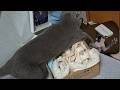 狂暴猫の強烈パンチを顔面に受けても一切怯まない豪傑女子