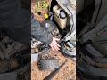 2012 Craftsman LT1500: Will It Start? #diy #craftsman #pnw #lawncare #lol #mechanic #shorts #wow