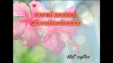 STT DỄ THƯƠNG, HÀI HƯỚC
