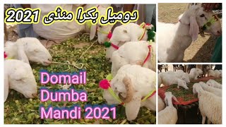 Domail Dumba Mandi 2021 | Dumba in Domail Mandi | Domail Cattle Market