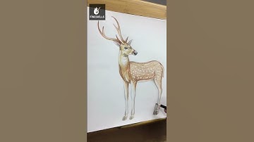 Learn Realistic Deer Drawing | Pencil Color #drawing #painting #animals #deer