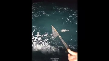 무늬오징어 2K 대물~원도권 빅사이들 팁런에 쏟아져요~통영뉴그린호 조황