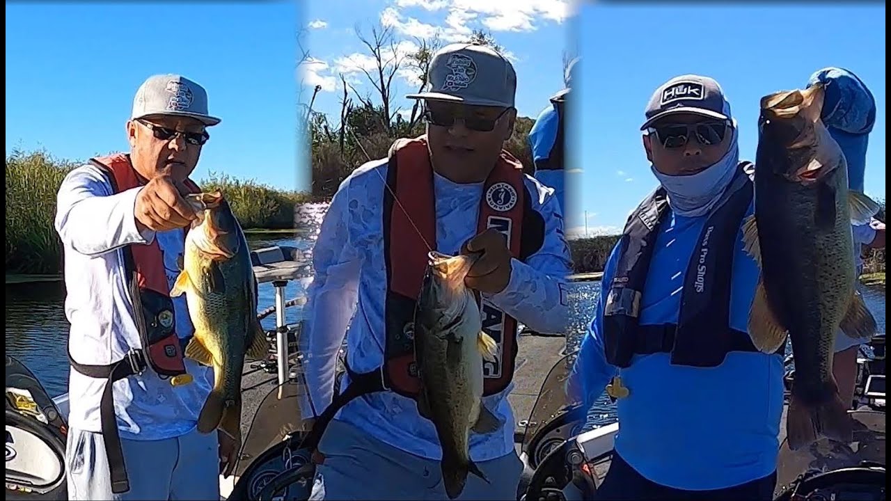 California Delta Bass Fishing in August