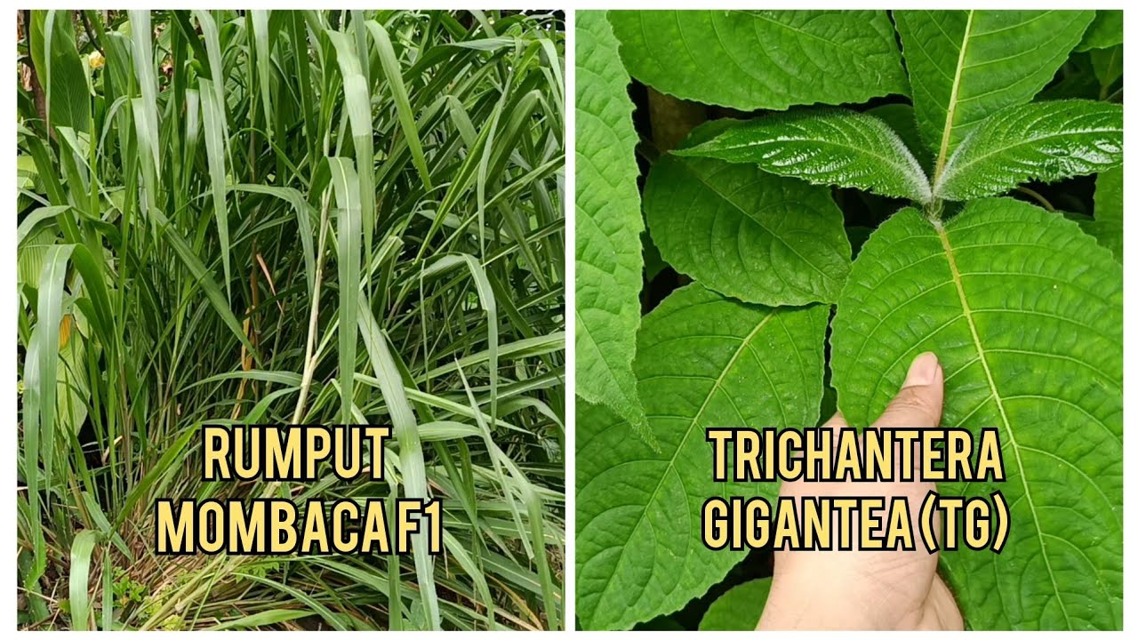 Review Rumput Mombaca F1 & Daun Trichanthera Gigantea