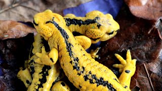 Breeding and Rearing Fire Salamanders