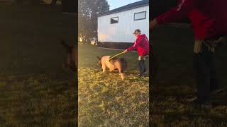 Wendt Livestock lot 62: 94-2 Cross