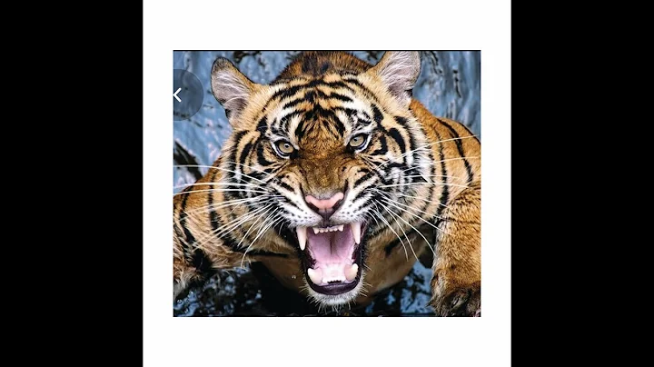 Drawing a tiger