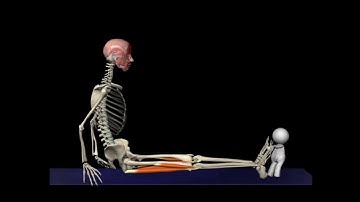 Seated Hamstring Stretch | Muscle and Motion