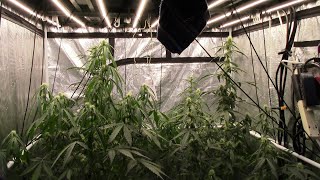S21:E4 Autoflower cannabis grow vlog, grow course season