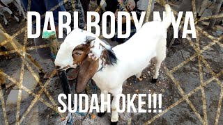 Anak Kambing Bagus Dan lucu‼️ Pasar Pon Jaken