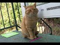 Kuroshio cats：野良猫健太郎　法令順守 でも許せんことは許せん!