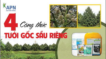 APN -  4 CÔNG THỨC TƯỚI GỐC SẦU RIÊNG | CHỐNG SỐC, NUÔI TRÁI, TẠO CƠI, TRỪ BỆNH TỔNG HỢP