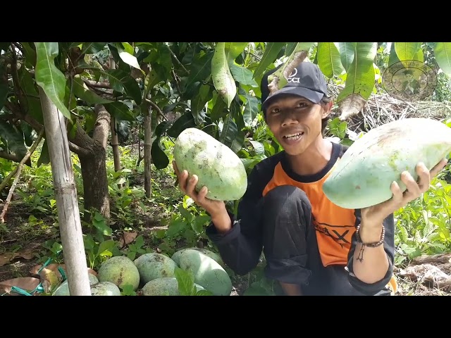 panen mangga raksasa mahatir @kebunpelajar class=