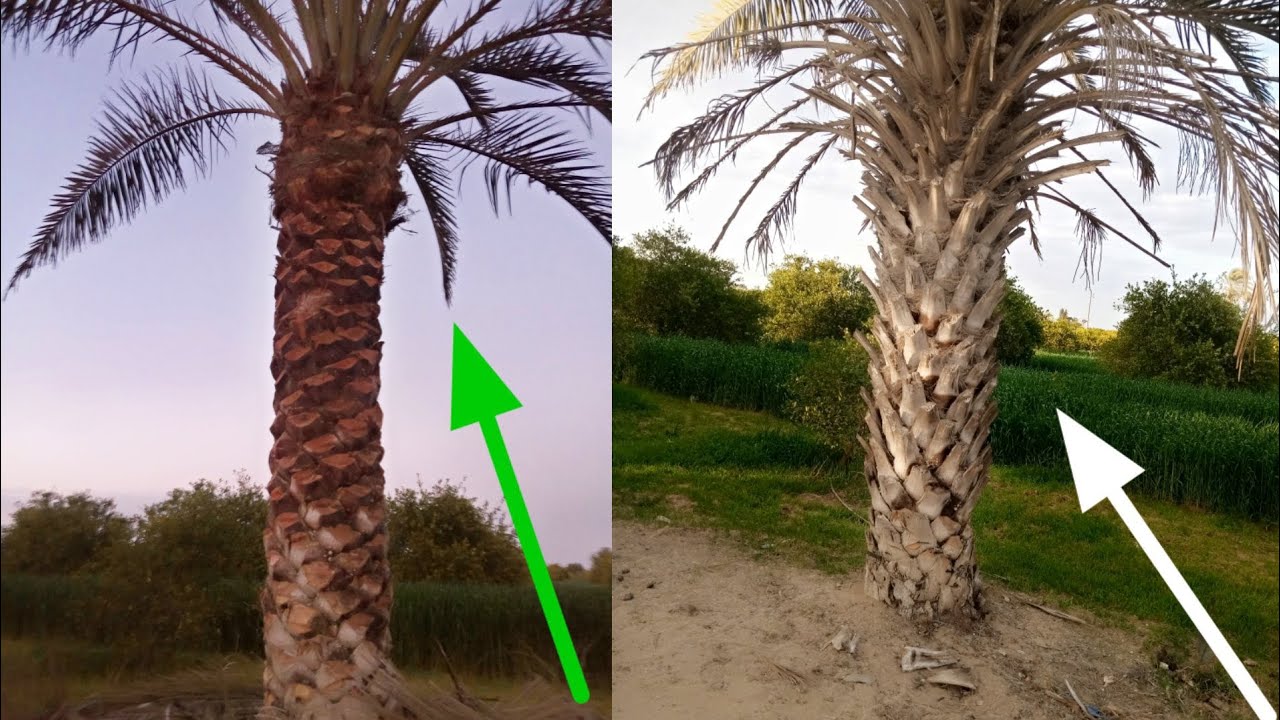 تكريب النخل ، وهي عملية تنظيف جذع النخلة