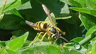 Yellow Jacket Trap that ACTUALLY WORKS! 1000s Dead In Just A Few Hours!