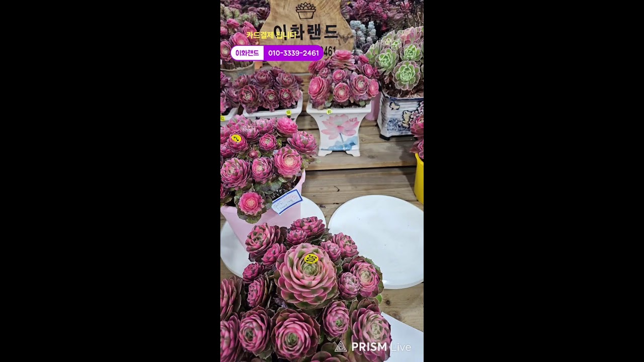 다남다육 (이화랜드) 라이브 스트리밍 중010-3339-2461문자주세요. 인천계양구이화동258-1