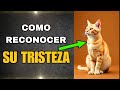 COMO RECONOCER LA TRISTEZA DE TU GATO 🥺💔