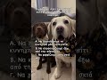 Τη βοήθεια του κοινού παρακαλώ Ekatommyriouxos Pets Retreiver Dog Labrador Puppy Funny 