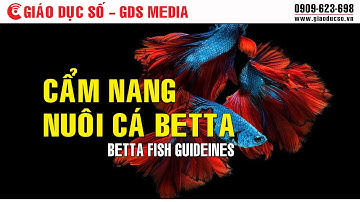 Cẩm nang nuôi cá Betta