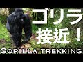 【Uganda】short ver.GORILLA TRACKING in Mgahinga Gorilla National Park - ウガンダのゴリラトレッキングでマウンテンゴリラが急接近！！