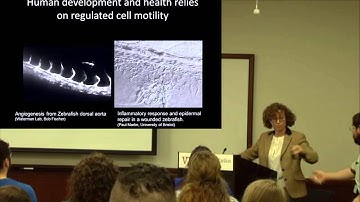 Integrating Actin and Adhesion Dynamics in Cell Migration
