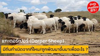 แกะดอร์เปอร์ (Dorper Sheep) มีถิ่นกำเนิดจากที่ไหน/ถูกพัฒนาขึ้นมาเพื่ออะไร? #ตอนพิเศษ
