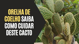 Orelha de Coelho: Saiba Como Cuidar Deste Cacto - thptnganamst.edu.vn