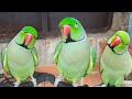 World most Beautiful Parrots | दुनिया के सबसे सुन्दर मिट्ठू  🤪